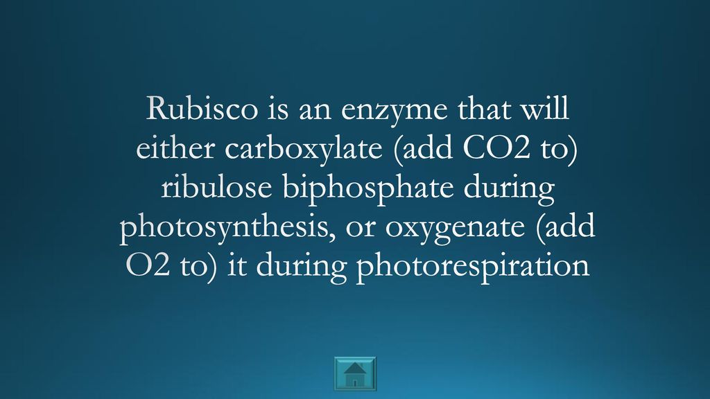 Rubisco is an enzyme that will either carboxylate (add CO2 to) ribulose biphosphate during photosynthesis, or oxygenate (add O2 to) it during photorespiration