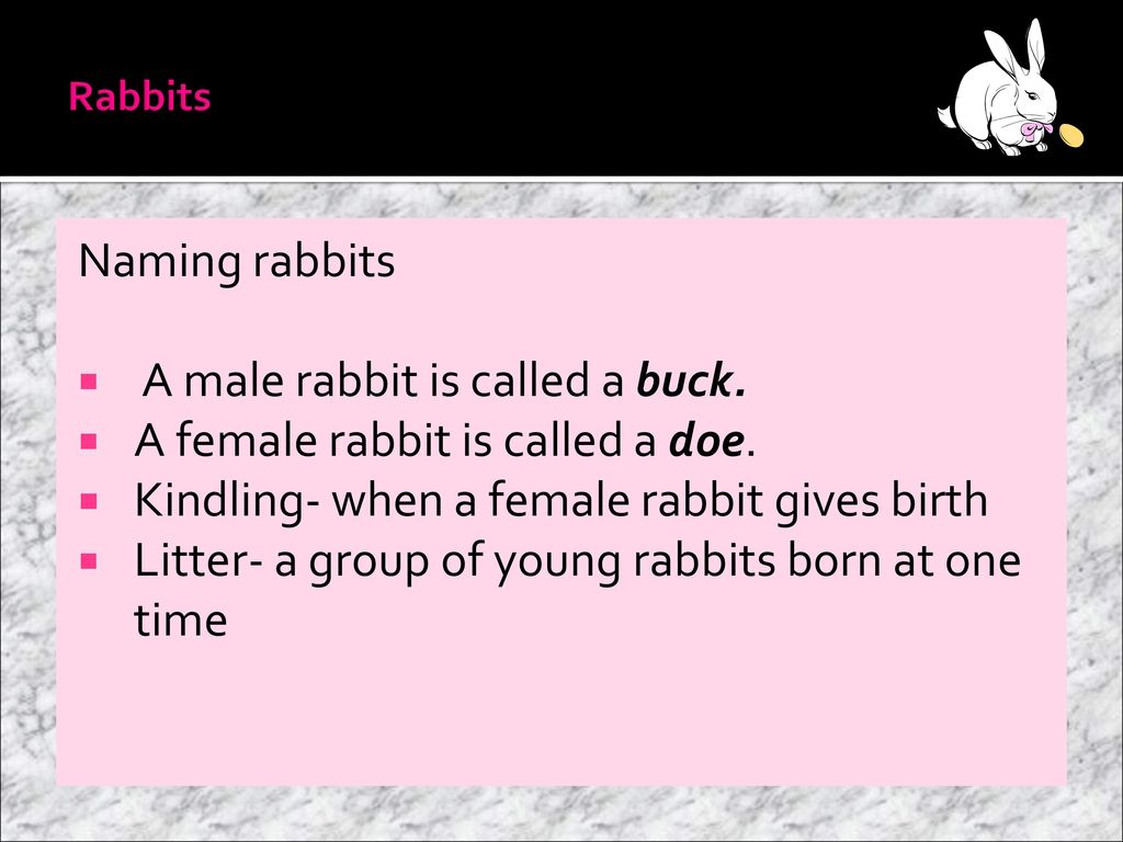 EXPLORING COMPANION ANIMALS - ppt download