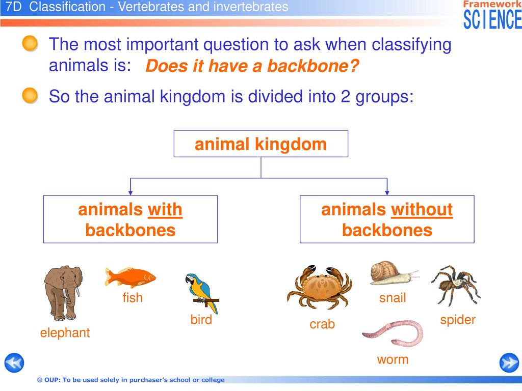 Тест по теме позвоночные животные. Vertebrates and invertebrates. Позвоночные животные. Animal without a Backbone. Позвоночные животные презентация.