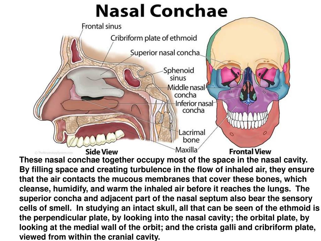 These nasal conchae together occupy most of the space in the nasal cavity. 