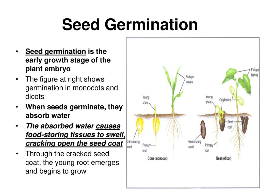 Seed Germination Seed germination is the early growth stage of the plant em...