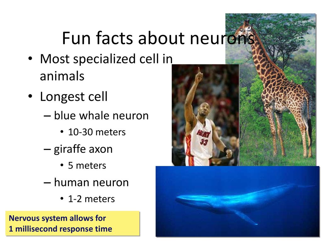 Why do animals need a nervous system? - ppt download