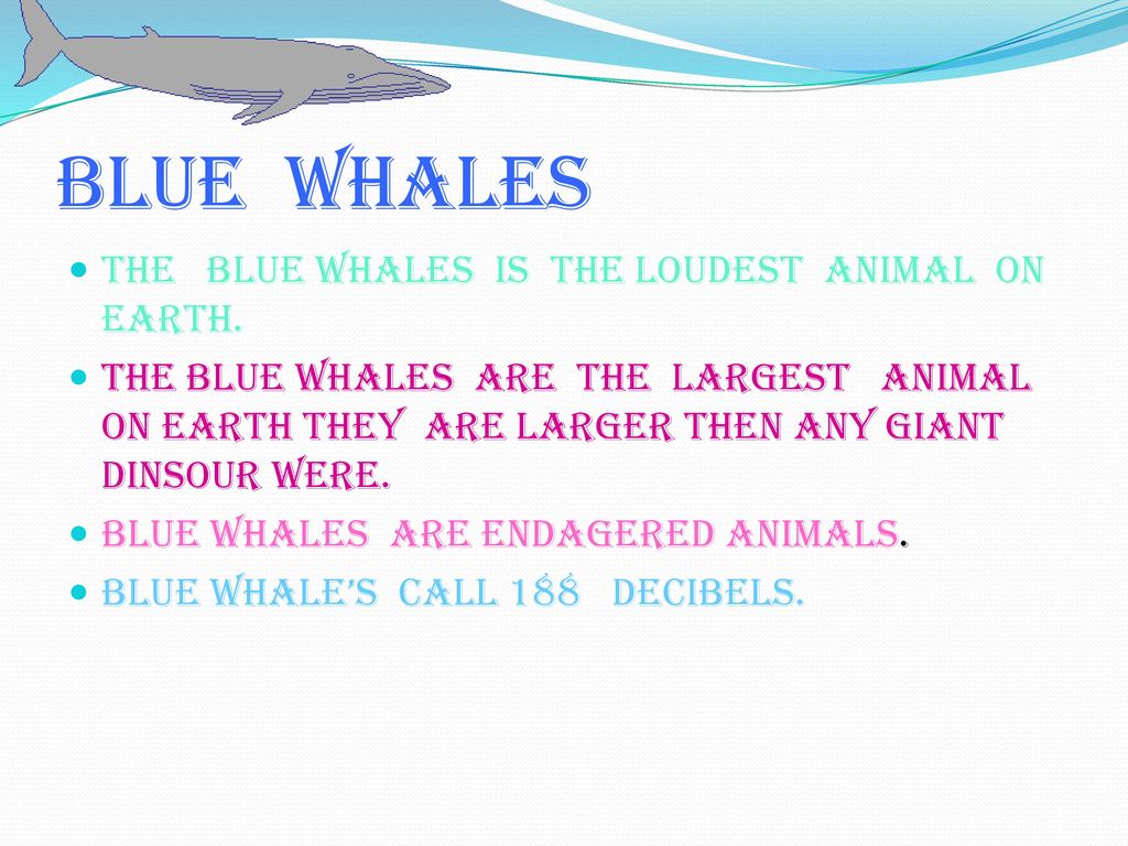 Whales By Rylee. - ppt download