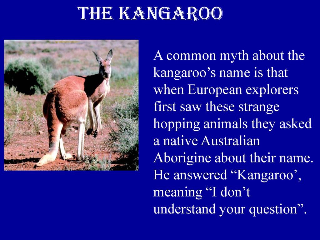 Кенгуру образование слова. Кенгуру на английском. Кенгуру описание. Проект про кенгуру по английскому. Сообщение по кенгуру.
