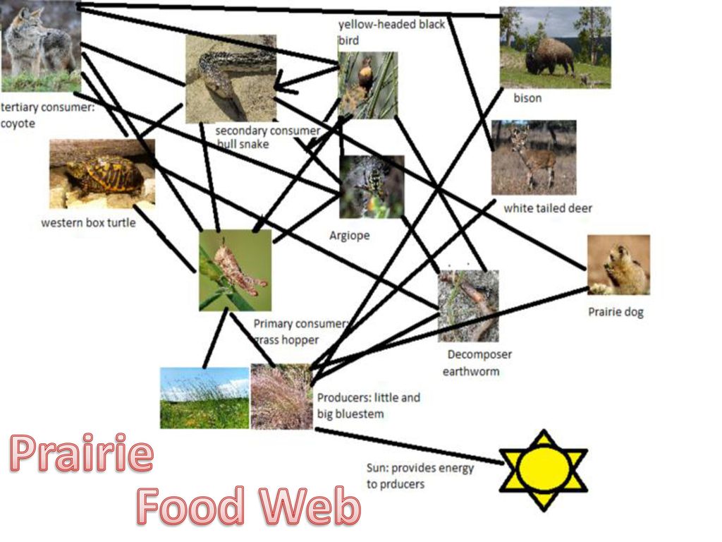 North American Grassland Food Chain Biology Diagrams