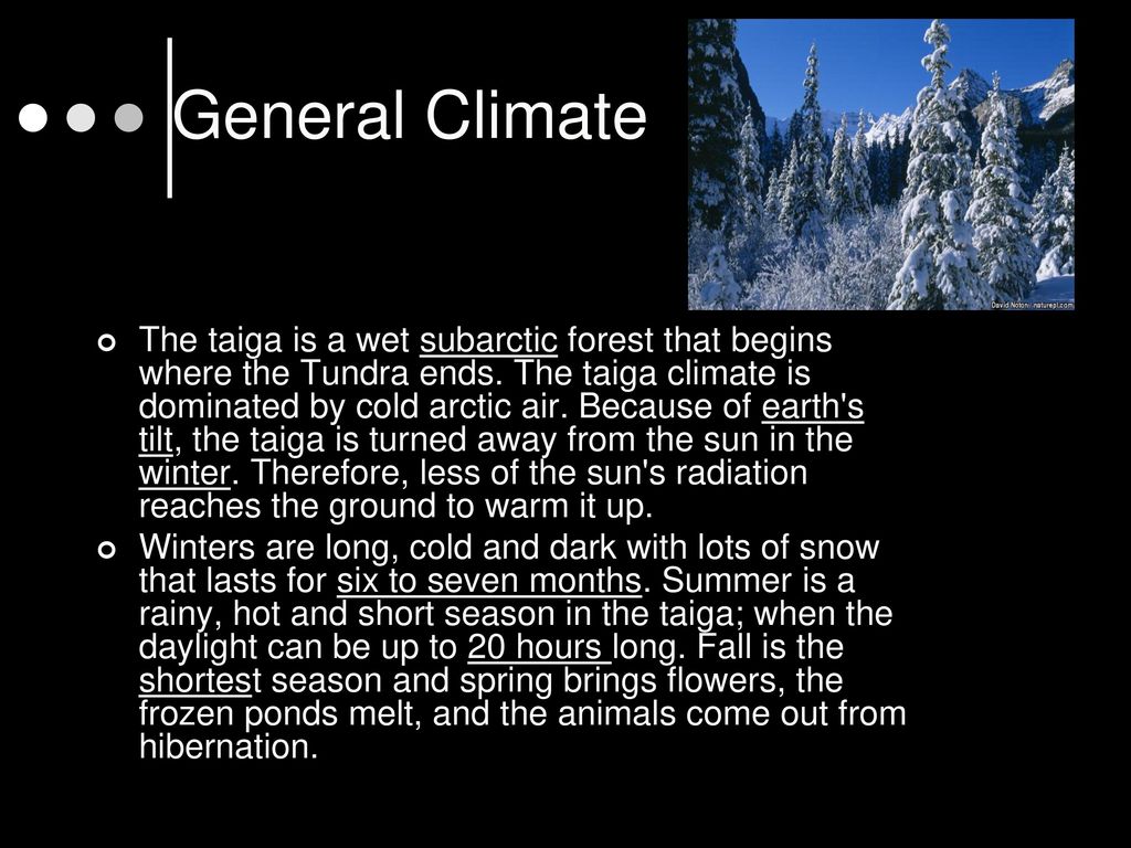 PPT - The Taiga Biome Presented By: Anish Agarwal PowerPoint