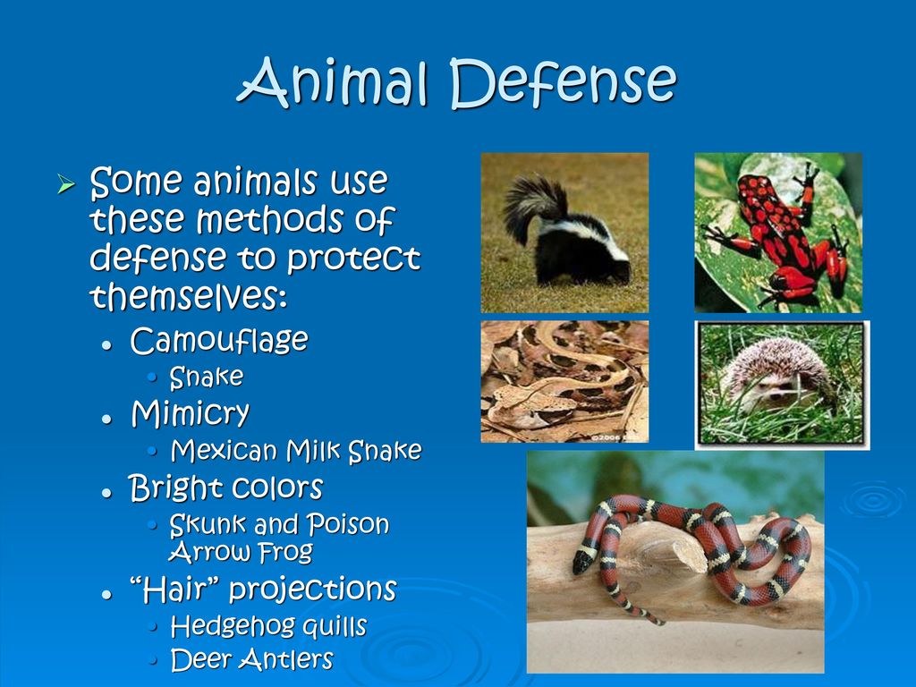 Animal and Plant Adaptations - ppt download