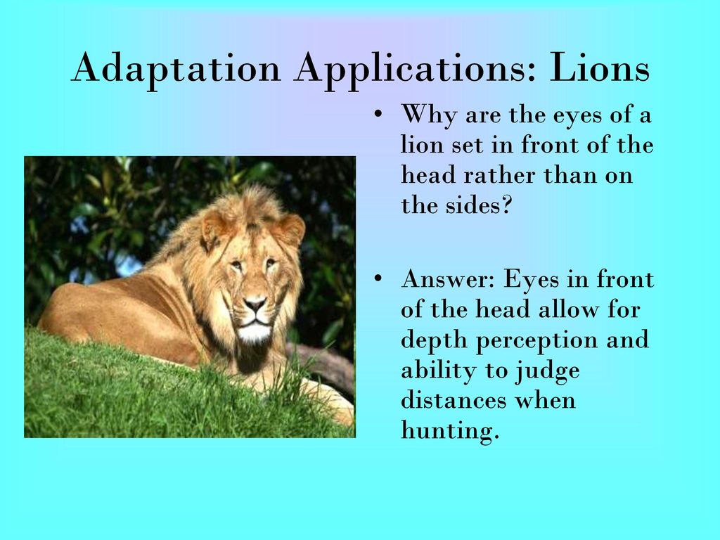 Adaptations. - ppt download
