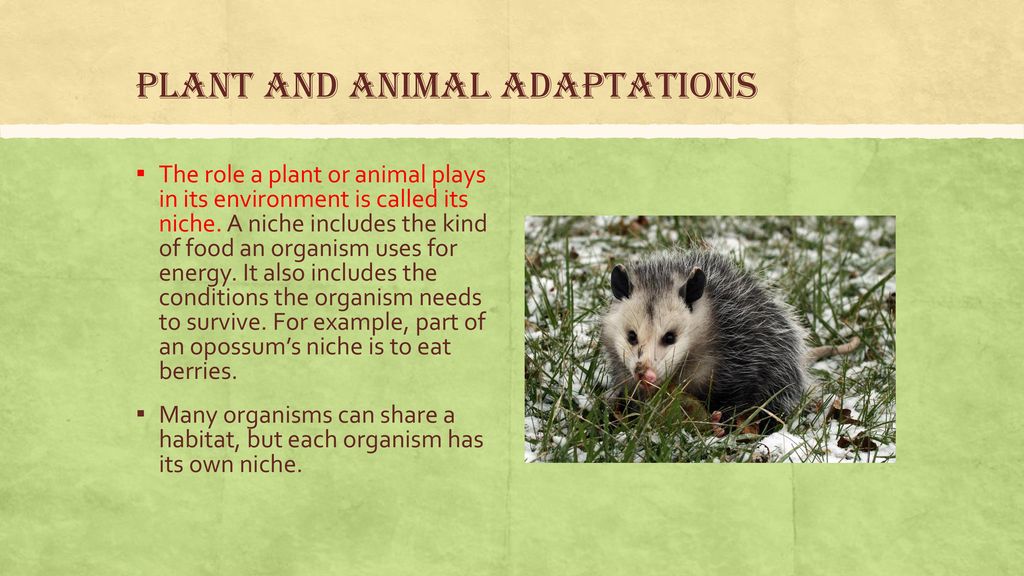 Chapter 7:Adaptation and Extinction - ppt download