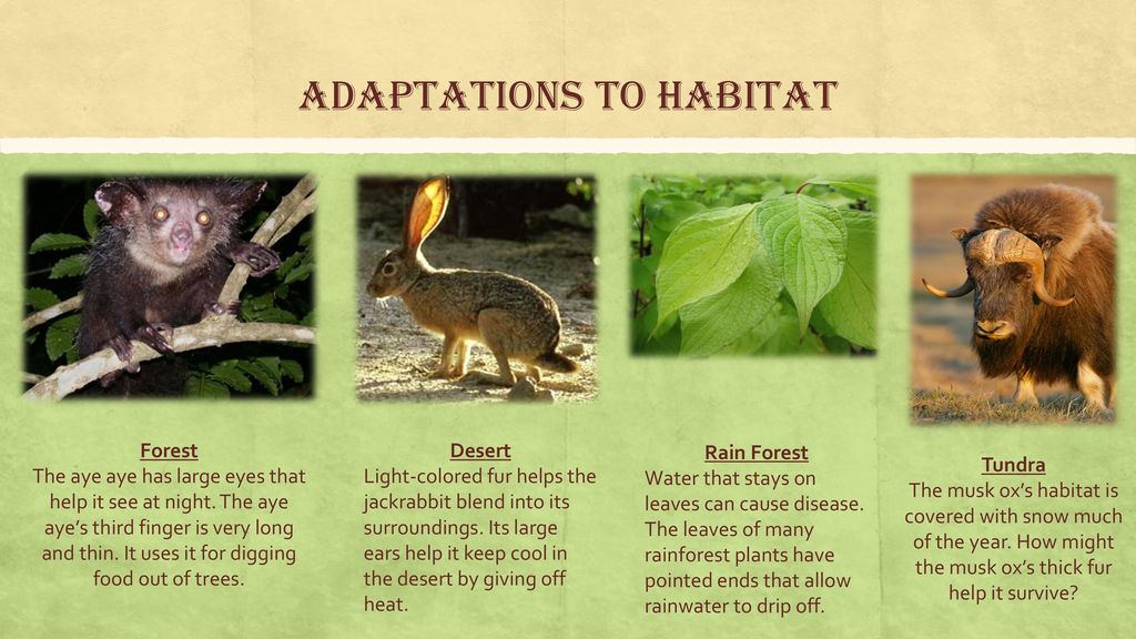 Chapter 7:Adaptation and Extinction - ppt download