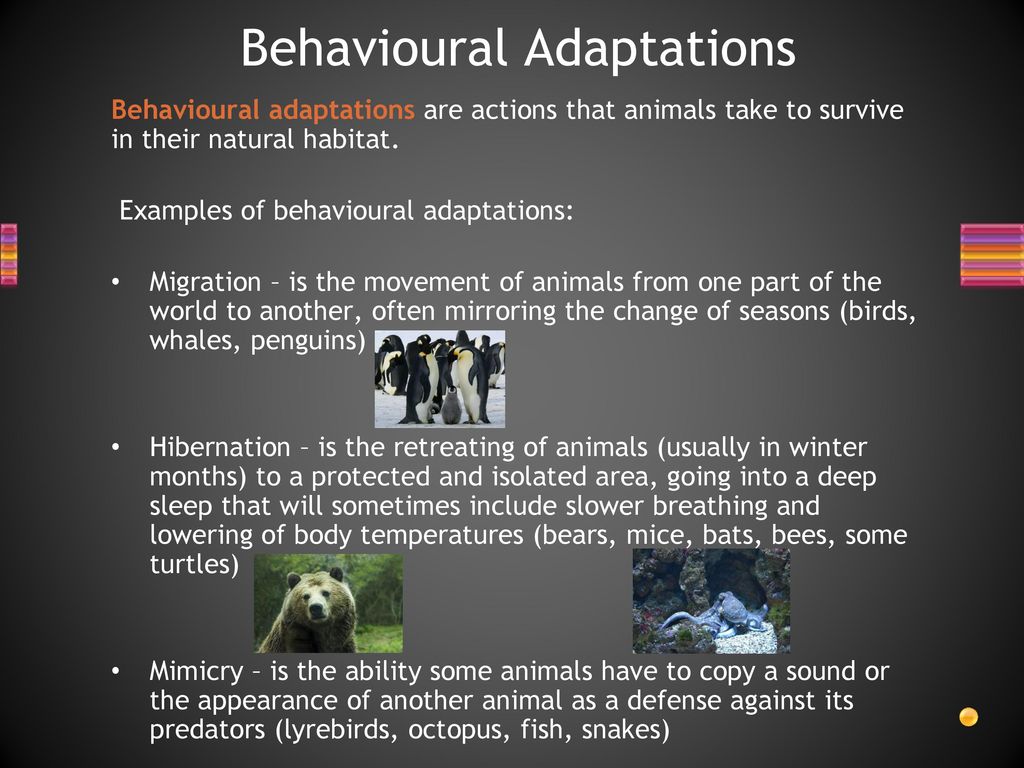 Animal Adaptations. - ppt download