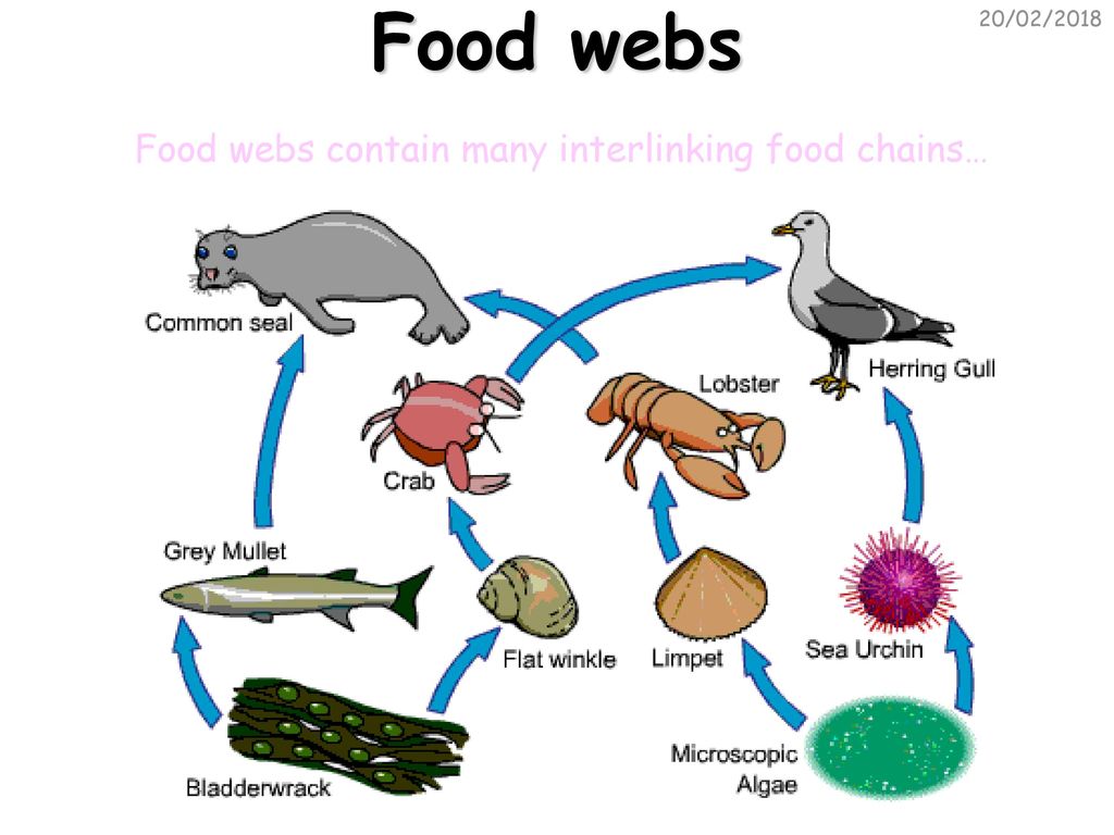 Environment and Feeding Relationships - ppt download