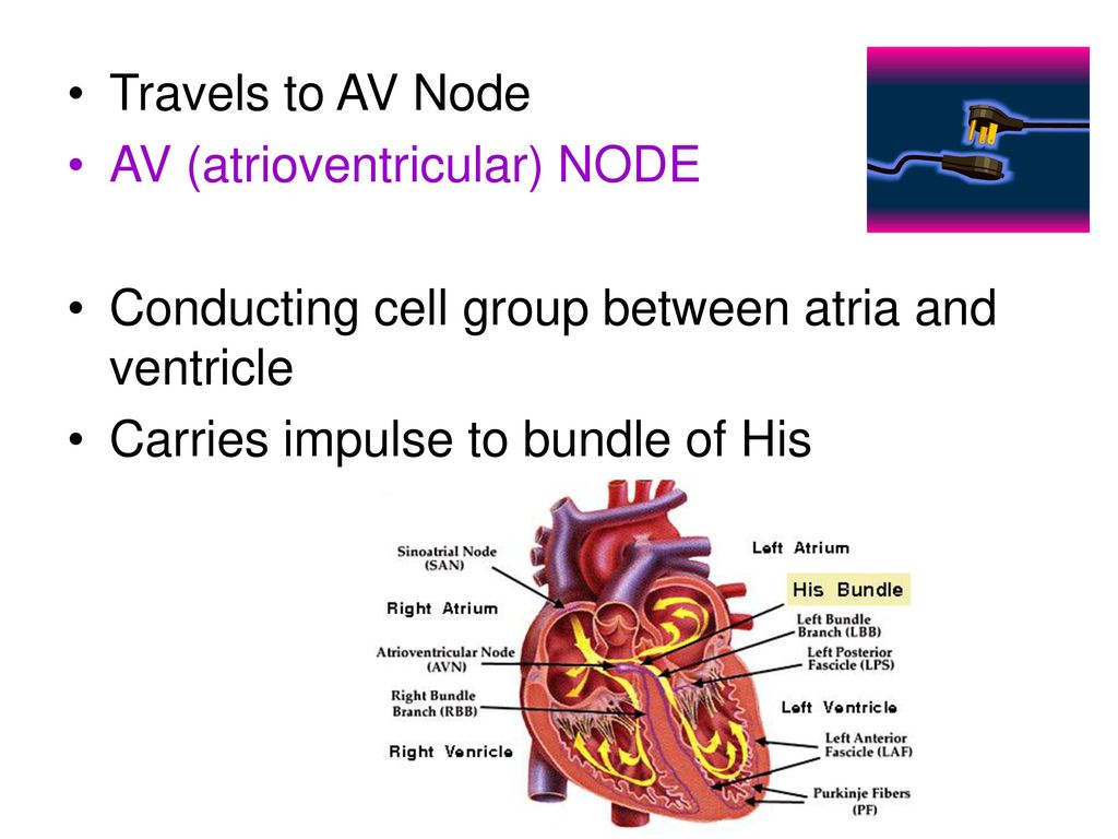 Circulatory System ppt download