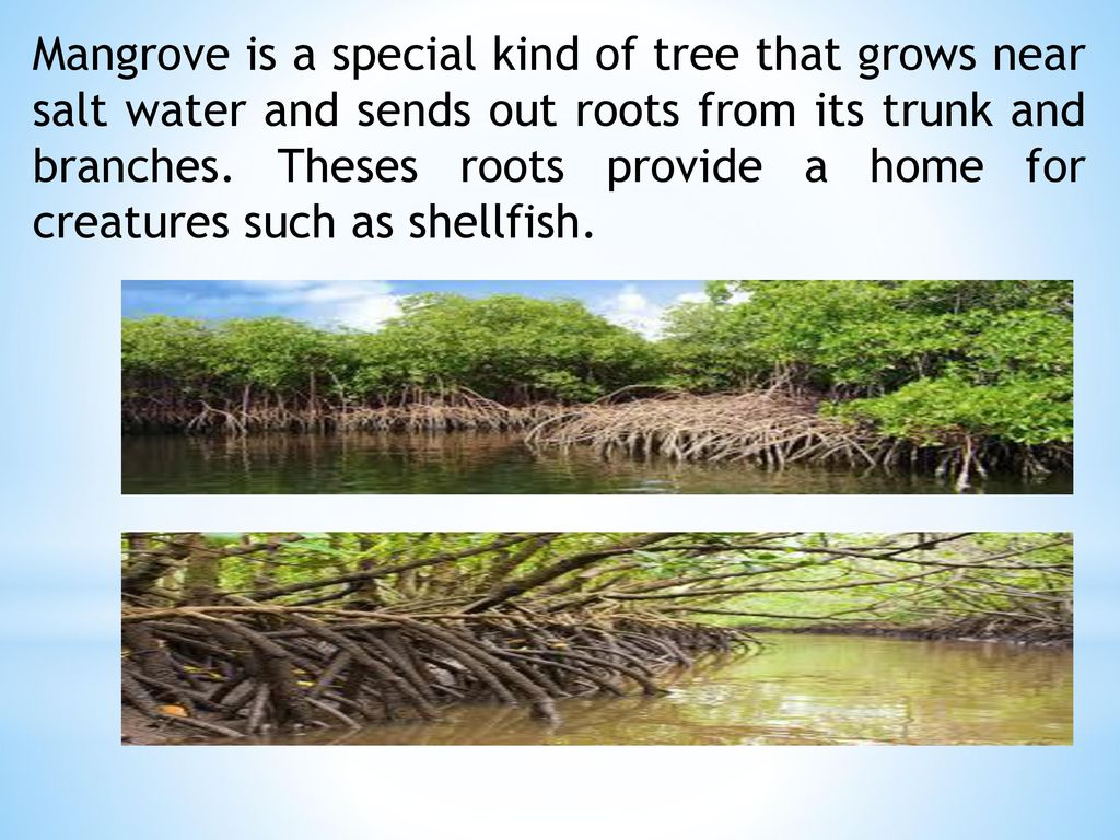 Mangrove is a special kind of tree that grows near salt water and sends out roots from its trunk and branches.