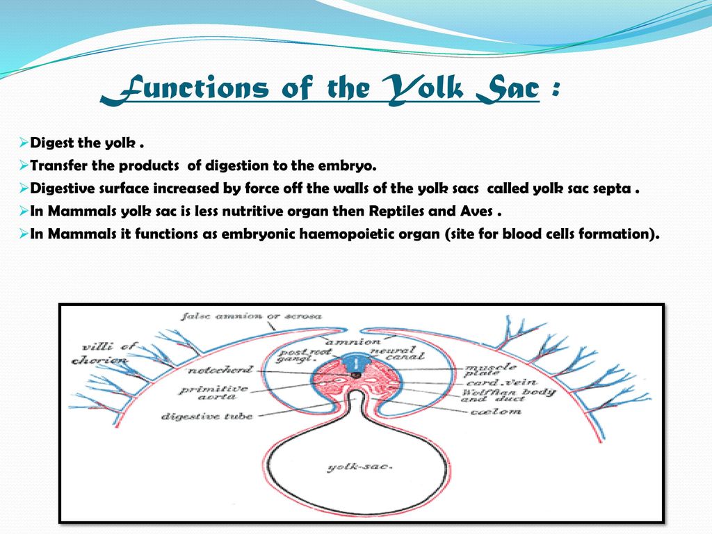 Extra Embryonic Membranes: - ppt download