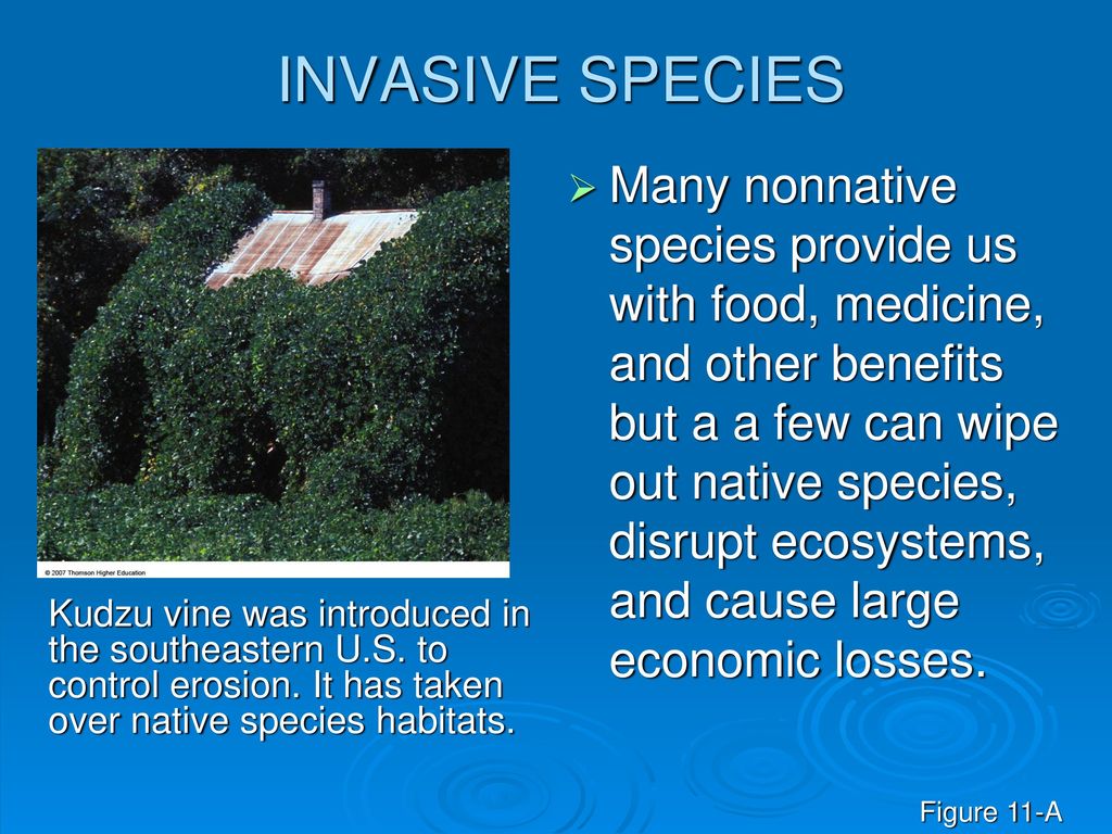 Sustaining Biodiversity: The Species Approach - ppt download