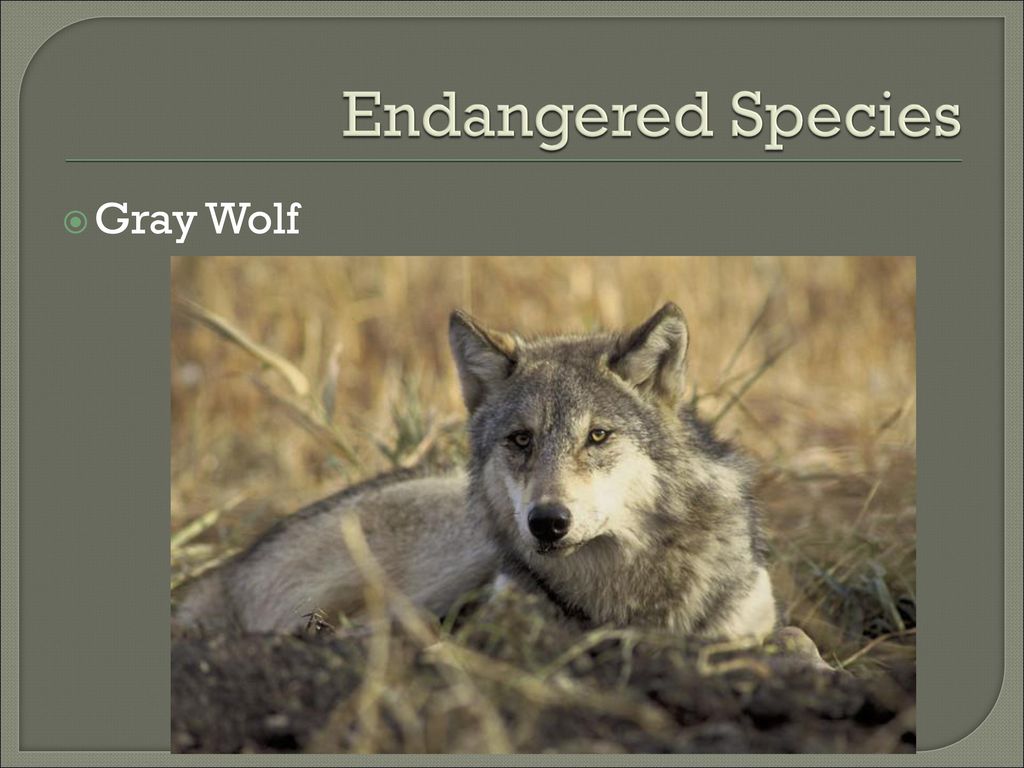Endangered Species Act - ppt download