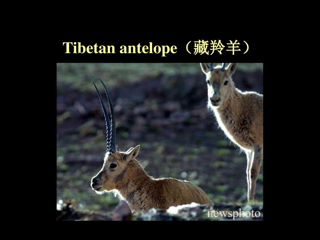 Tibetan antelope（藏羚羊）