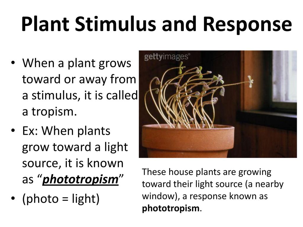 Environmental interaction ppt download