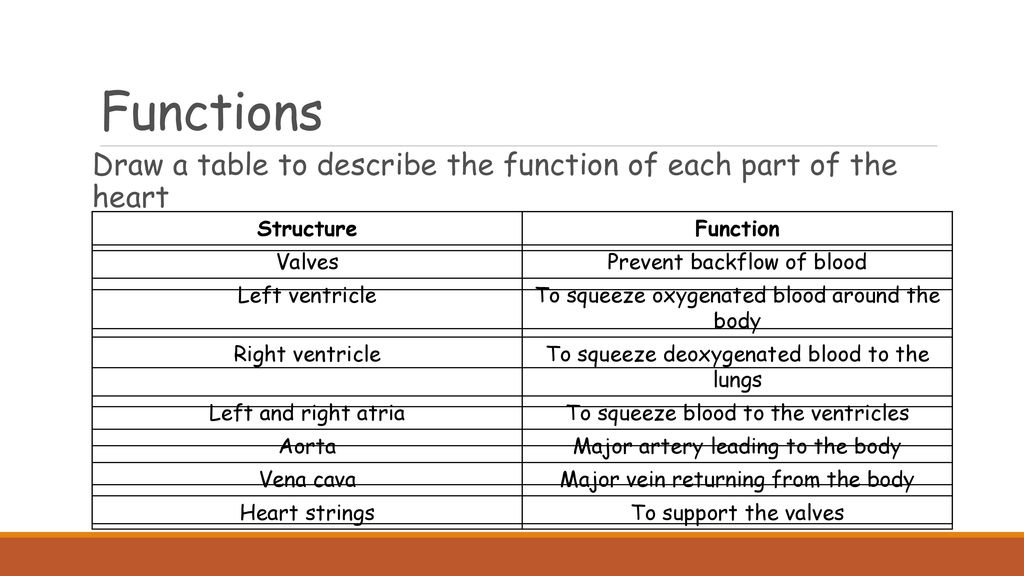 The Heart Date The Heart Date Learning Objectives Identify Features Of The Heart Link The Structure Of The Heart To Its Function Describe The Passage Ppt Download