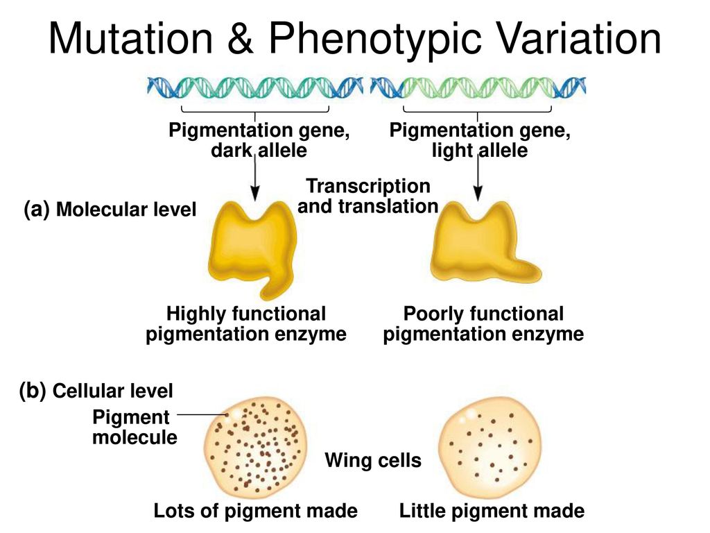 Lighter транскрипция. Fundamental Genetics.
