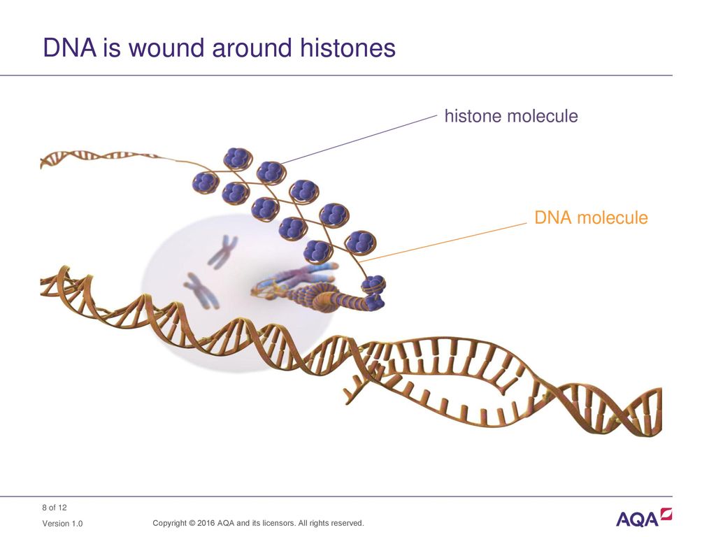 DNA is wound around histones
