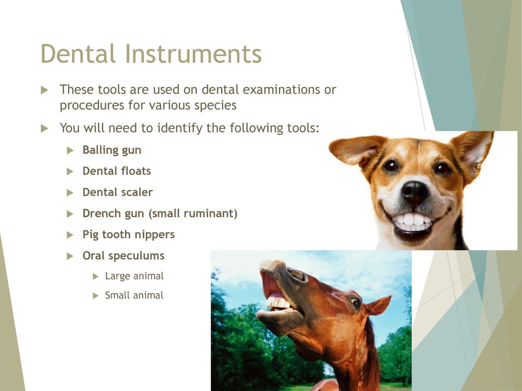 Dental Instruments These tools are used on dental examinations or procedures for various species. You will need to identify the following tools: