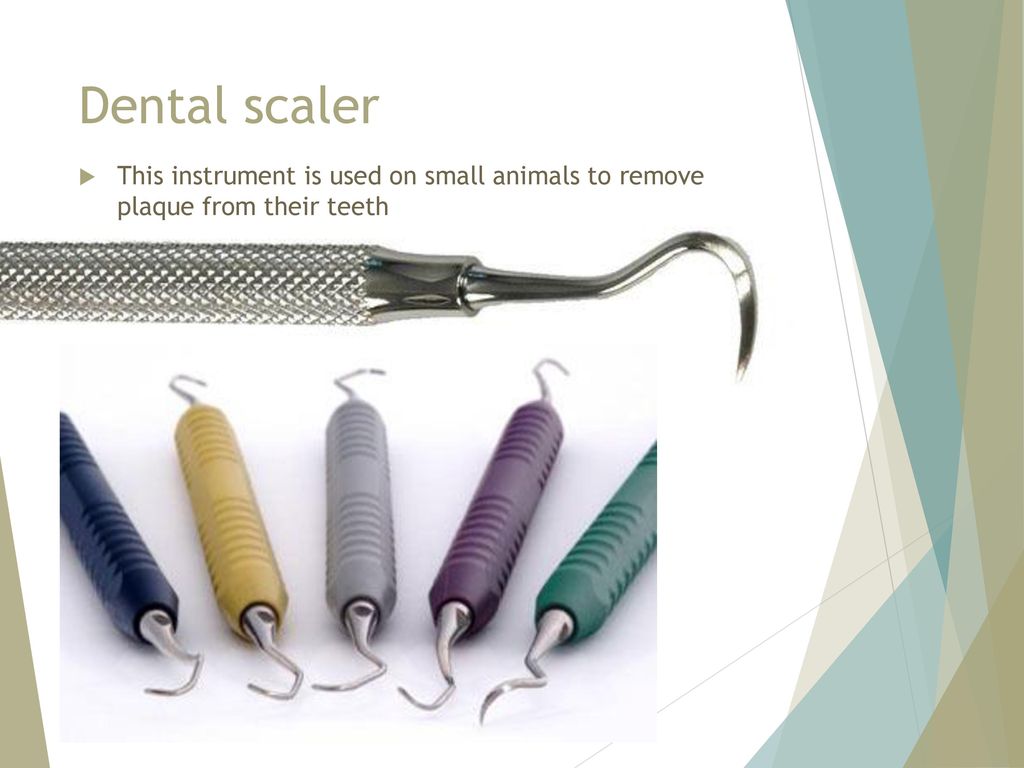 Dental scaler This instrument is used on small animals to remove plaque from their teeth