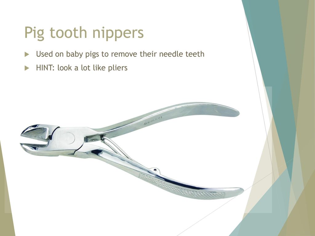 Pig tooth nippers Used on baby pigs to remove their needle teeth