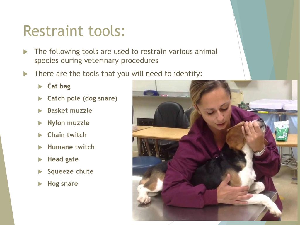 Restraint tools: The following tools are used to restrain various animal species during veterinary procedures.