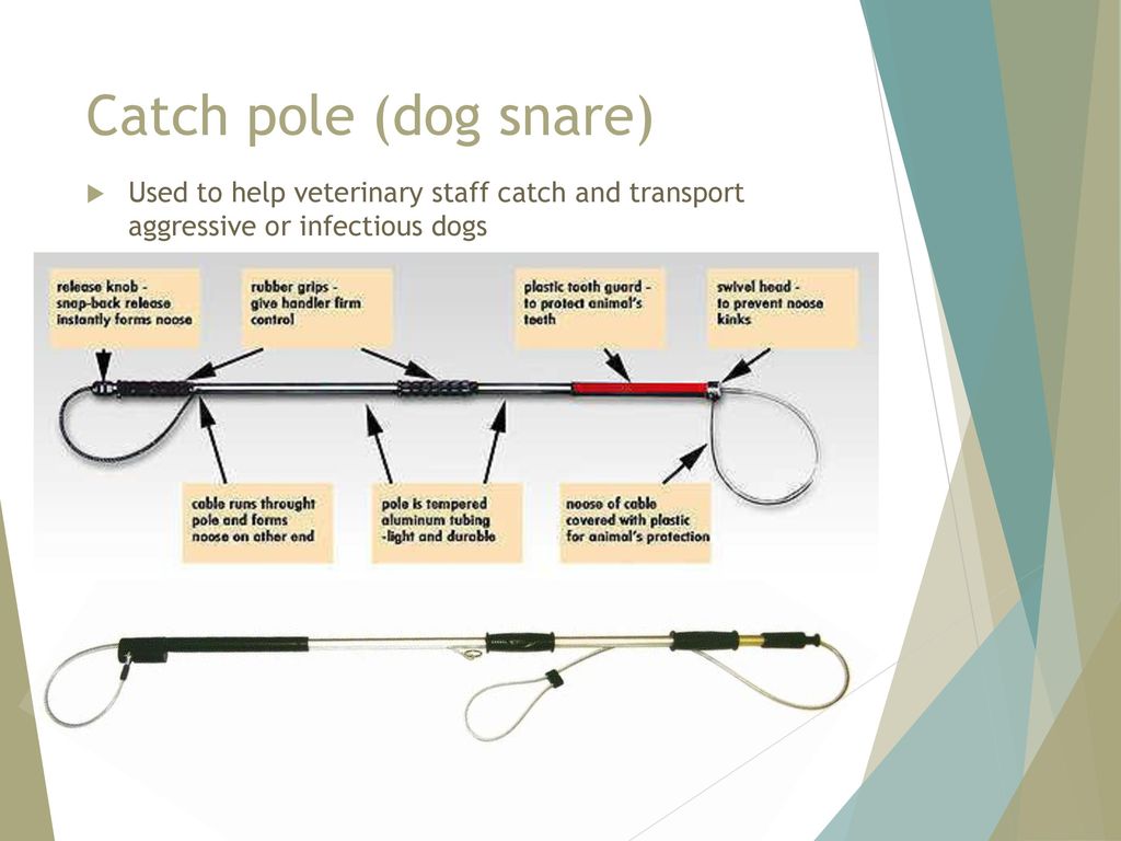 Catch pole (dog snare) Used to help veterinary staff catch and transport aggressive or infectious dogs.