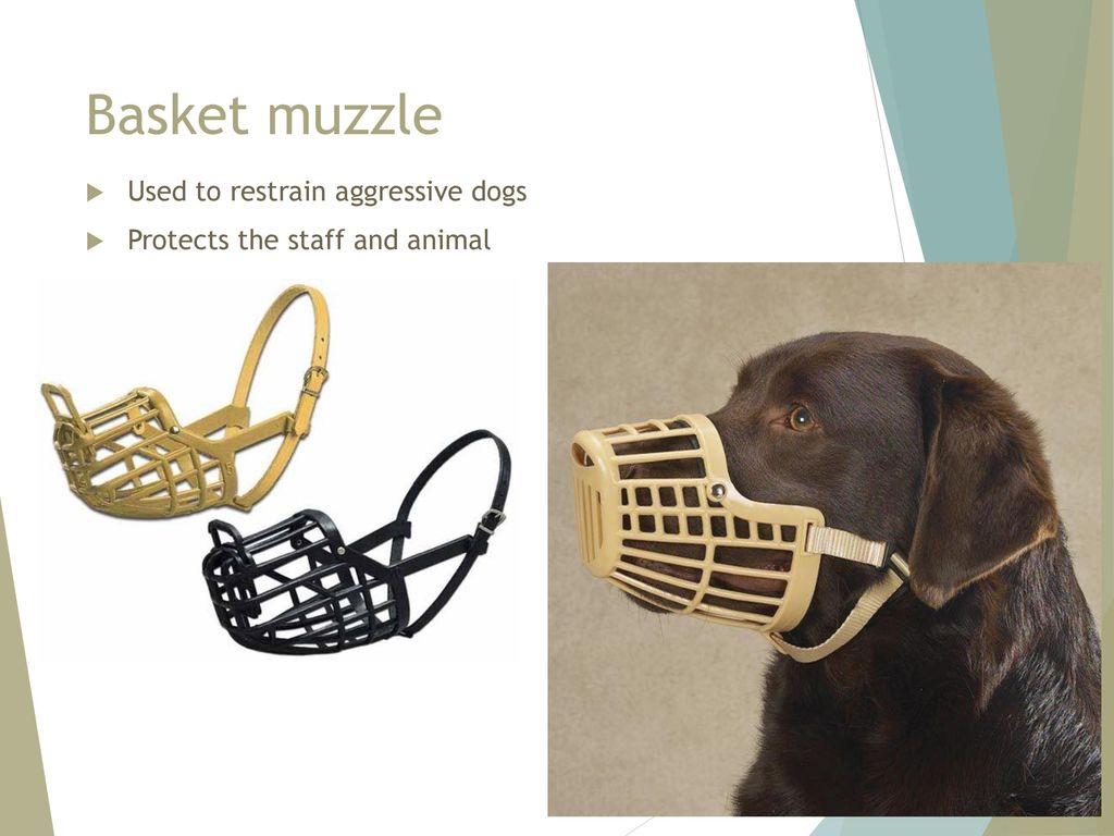 Basket muzzle Used to restrain aggressive dogs