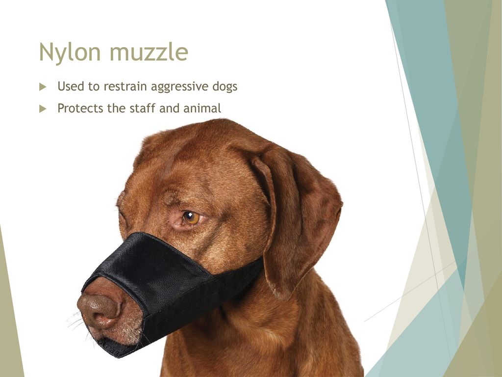 Nylon muzzle Used to restrain aggressive dogs