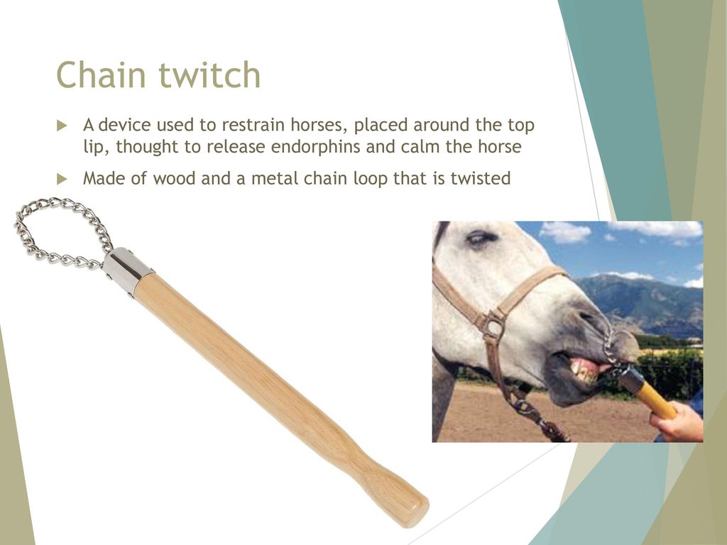 Chain twitch A device used to restrain horses, placed around the top lip, thought to release endorphins and calm the horse.