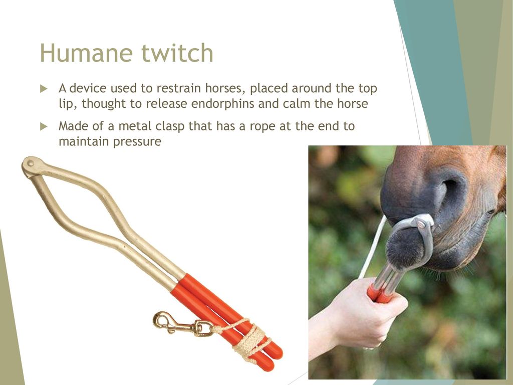 Humane twitch A device used to restrain horses, placed around the top lip, thought to release endorphins and calm the horse.