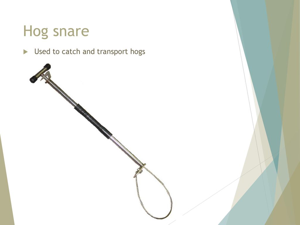 Hog snare Used to catch and transport hogs