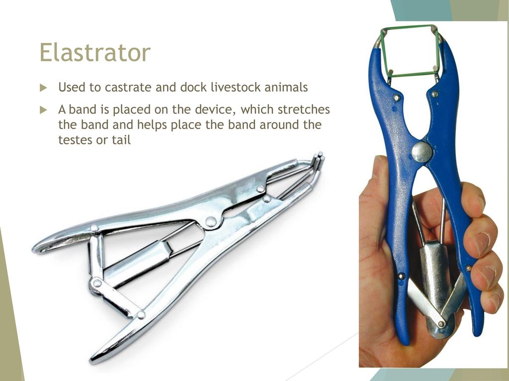 Elastrator Used to castrate and dock livestock animals