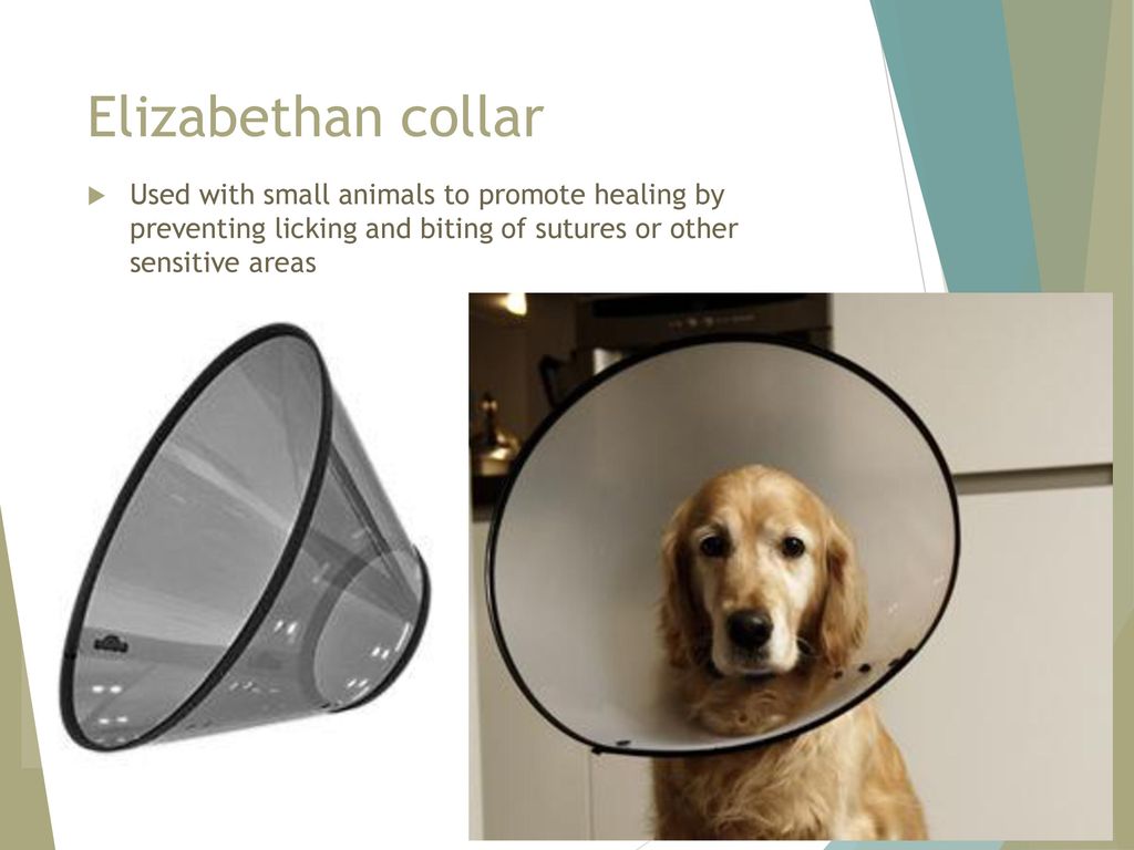 Elizabethan collar Used with small animals to promote healing by preventing licking and biting of sutures or other sensitive areas.