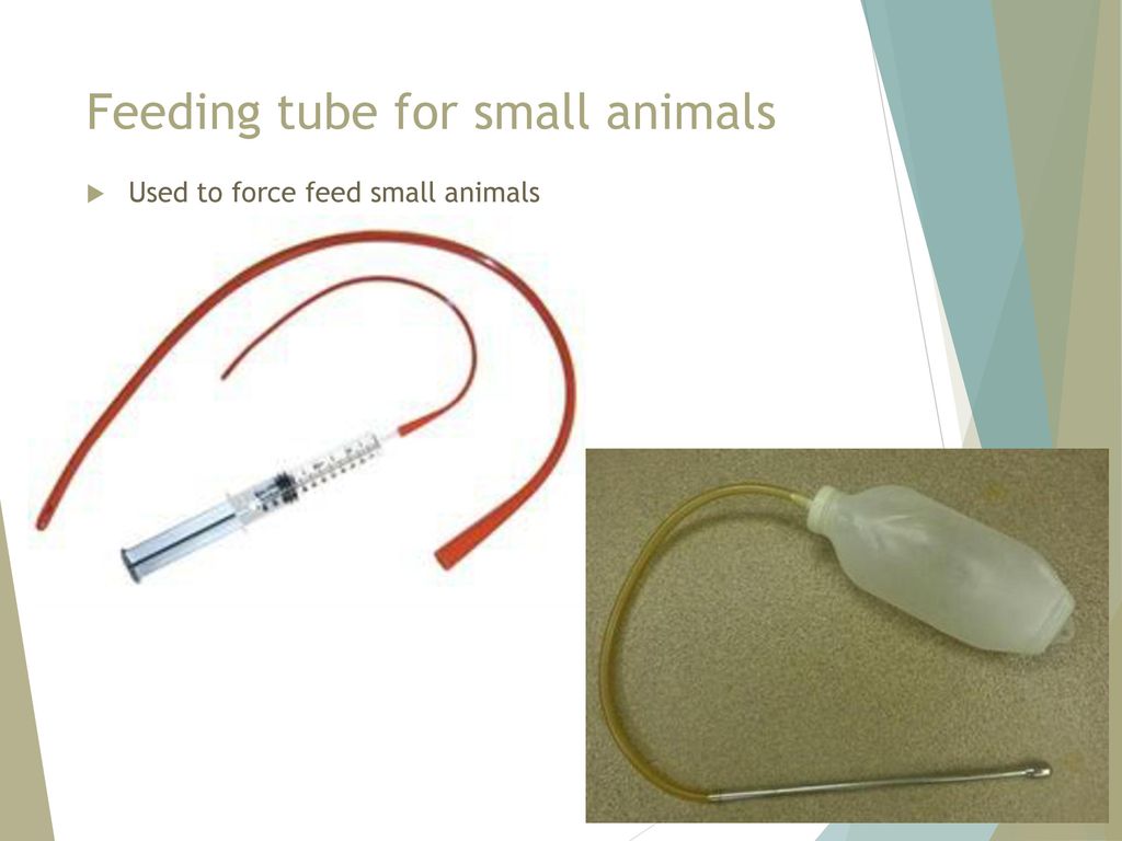 Feeding tube for small animals