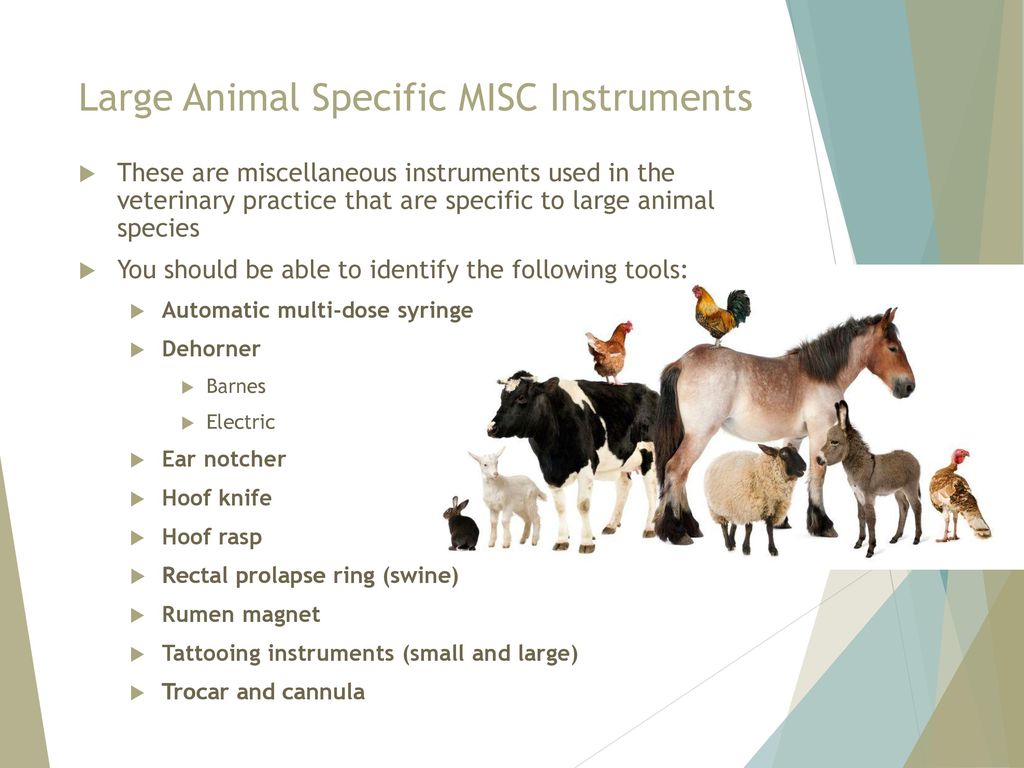 Large Animal Specific MISC Instruments