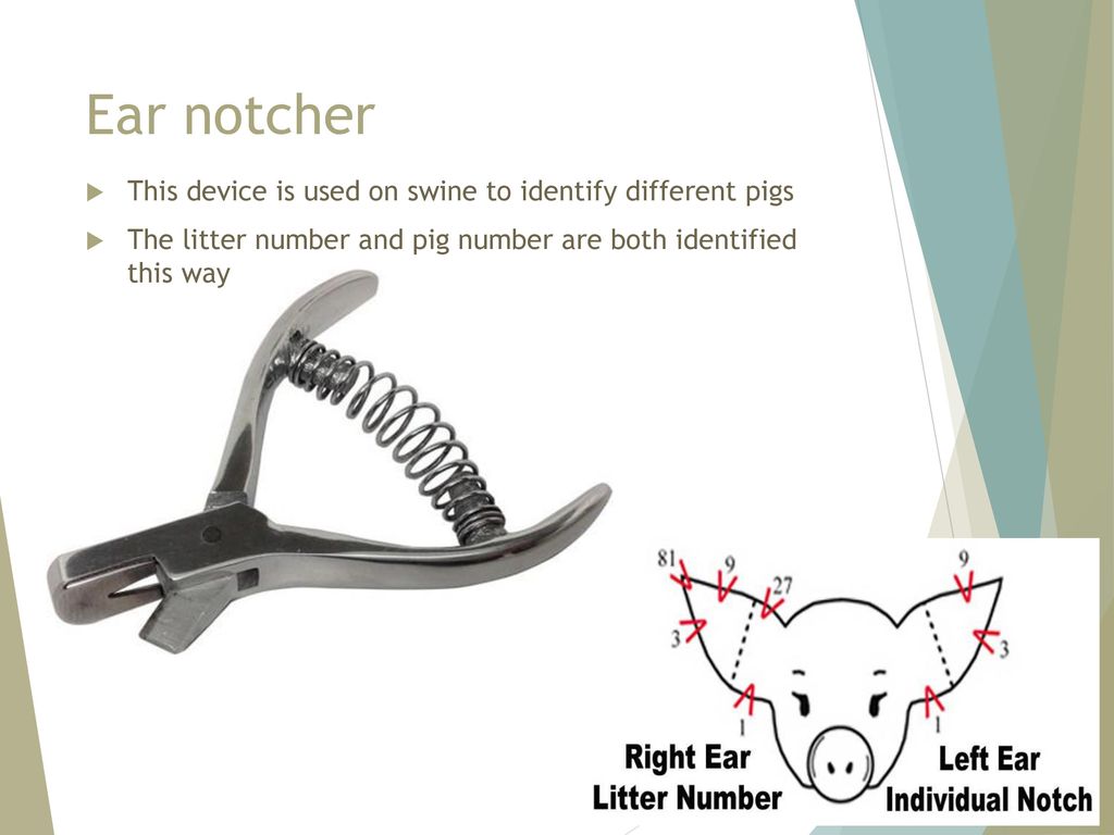 Ear notcher This device is used on swine to identify different pigs