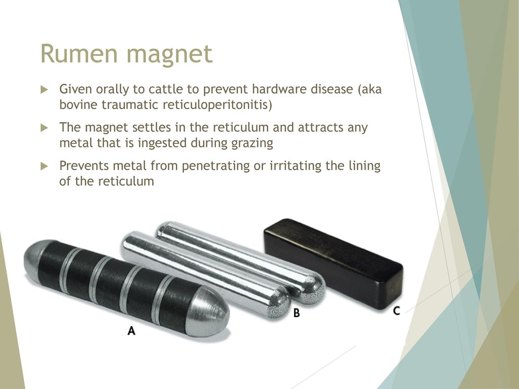 Rumen magnet Given orally to cattle to prevent hardware disease (aka bovine traumatic reticuloperitonitis)