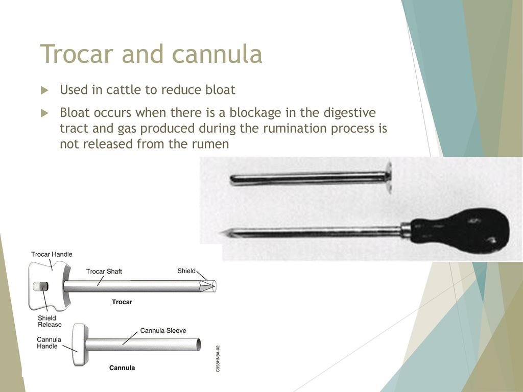 Trocar and cannula Used in cattle to reduce bloat