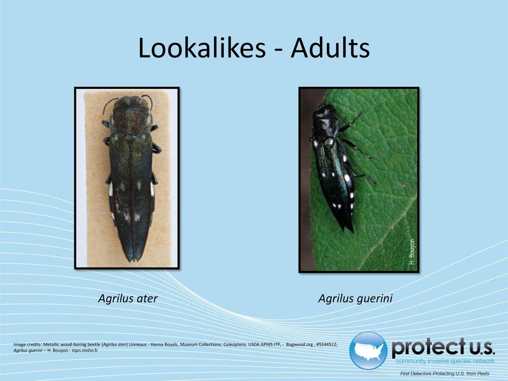 Oak Splendour Beetle Agrilus biguttatus - ppt download