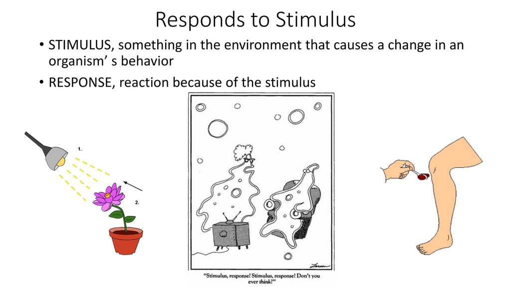 Responds to Stimulus STIMULUS, something in the environment that causes a change in an organism’ s behavior.