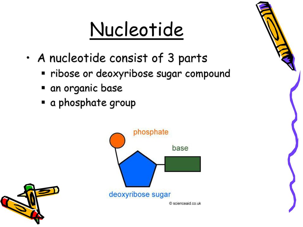Nucleotide A nucleotide consist of 3 parts