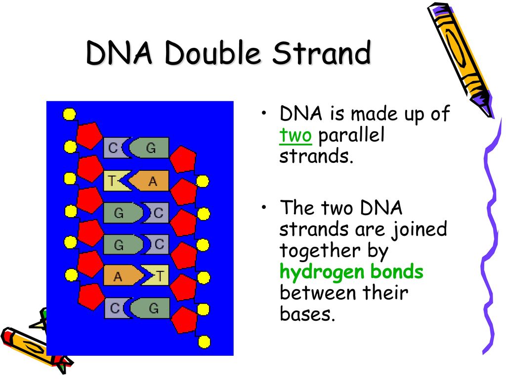 DNA Double Strand DNA is made up of two parallel strands.