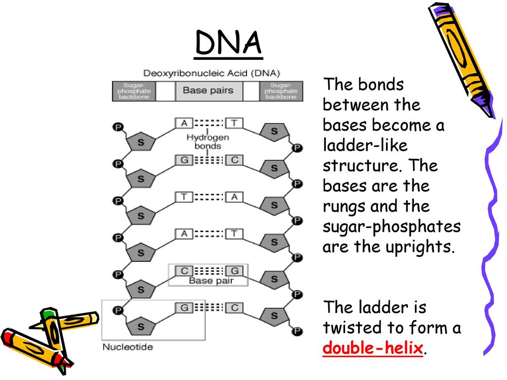 DNA The bonds between the bases become a ladder-like structure. The bases are the rungs and the sugar-phosphates are the uprights.