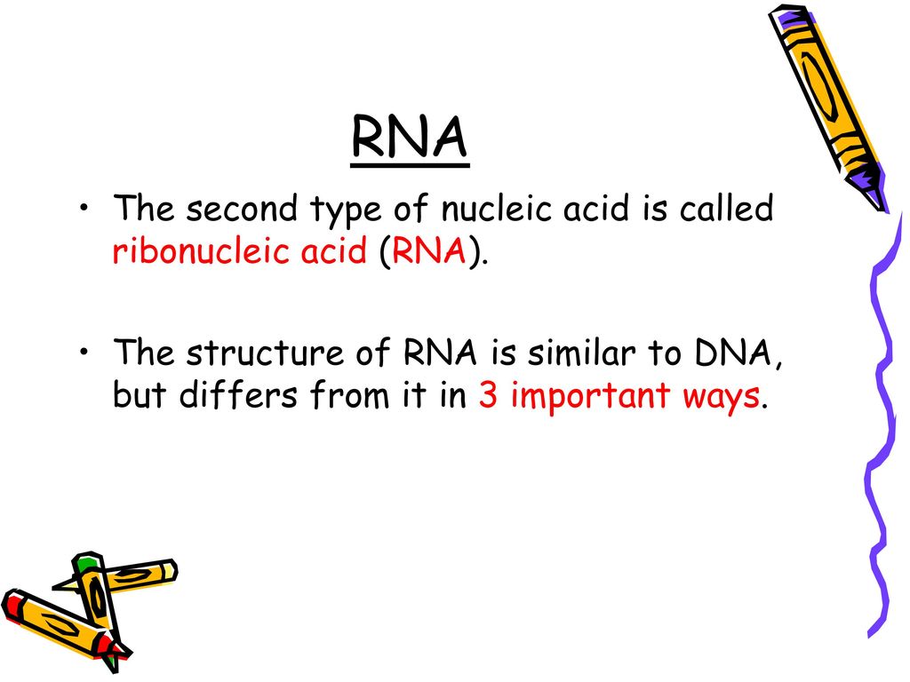 RNA The second type of nucleic acid is called ribonucleic acid (RNA).