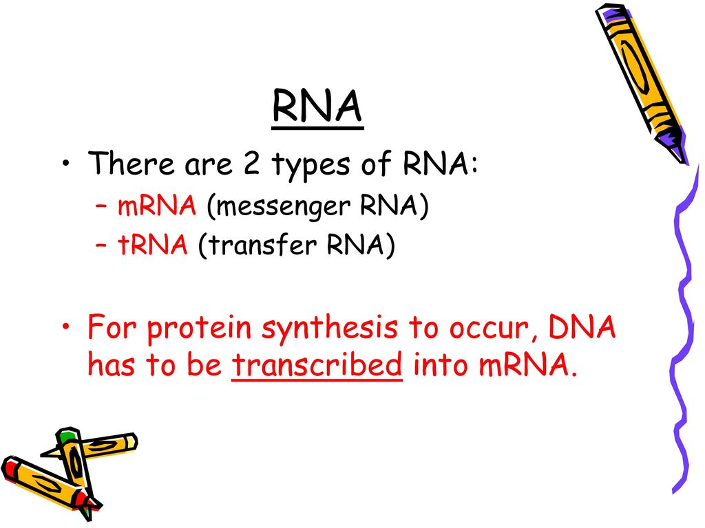 RNA There are 2 types of RNA: